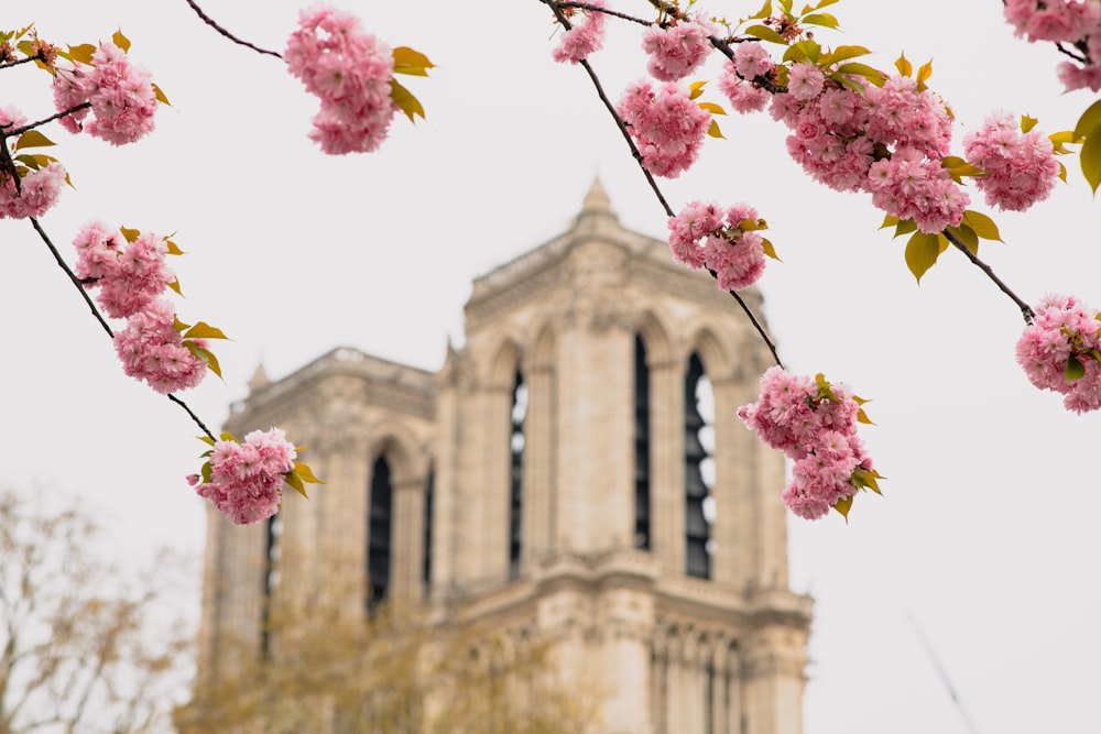 a tree with pink flowers in front of a building