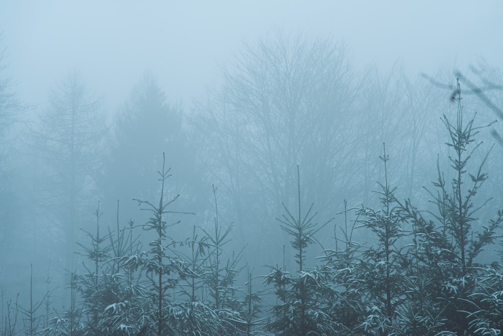 a group of trees covered in snow