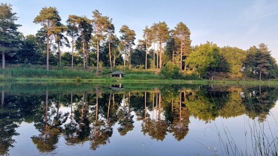 A serene lake reflects tall pine trees and lush greenery along its shore, creating a mirror image effect. The scene is peaceful and surrounded by natural beauty with a small structure visible among the trees.