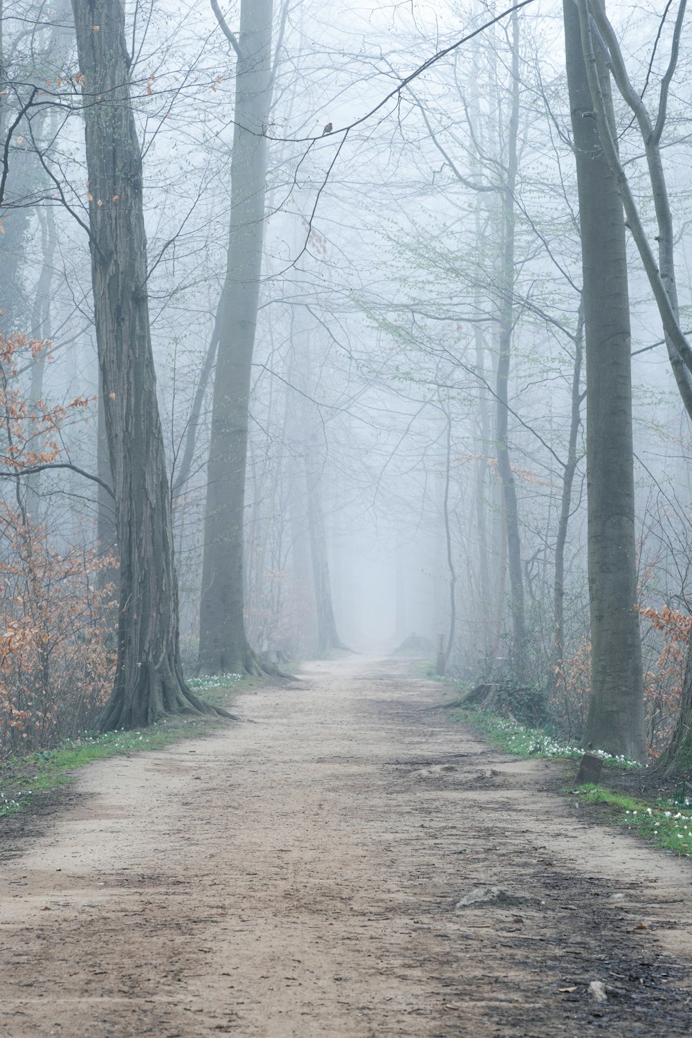 a dirt road in a forest