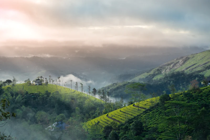 Cloud drifting across a green valley of tea and scattered trees