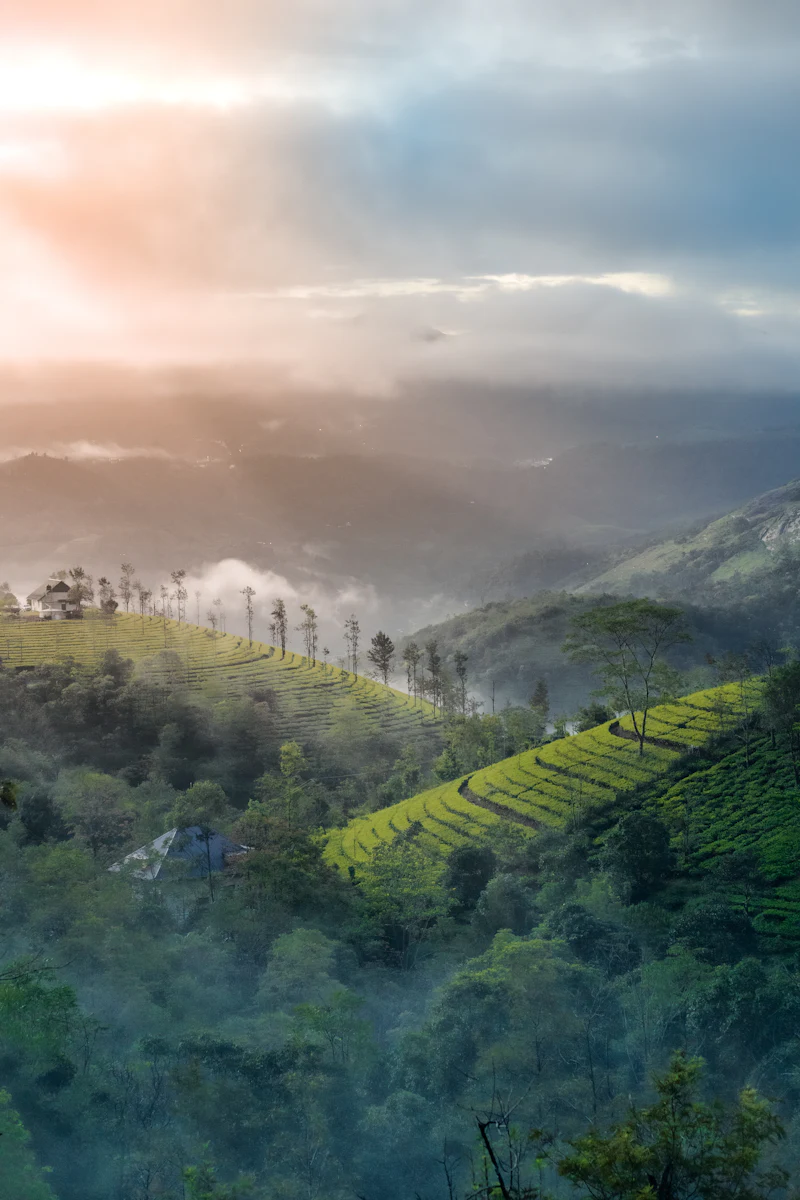 Morning mist lifting off terraced tea slopes as sunlight breaks through cloud