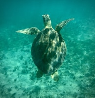A sea turtle gracefully gliding over sunlit sandy seabed surrounded by swaying seaweed.