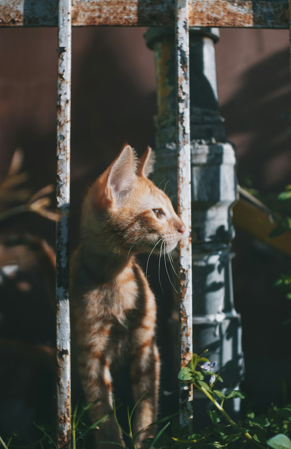 a cat looking through a window