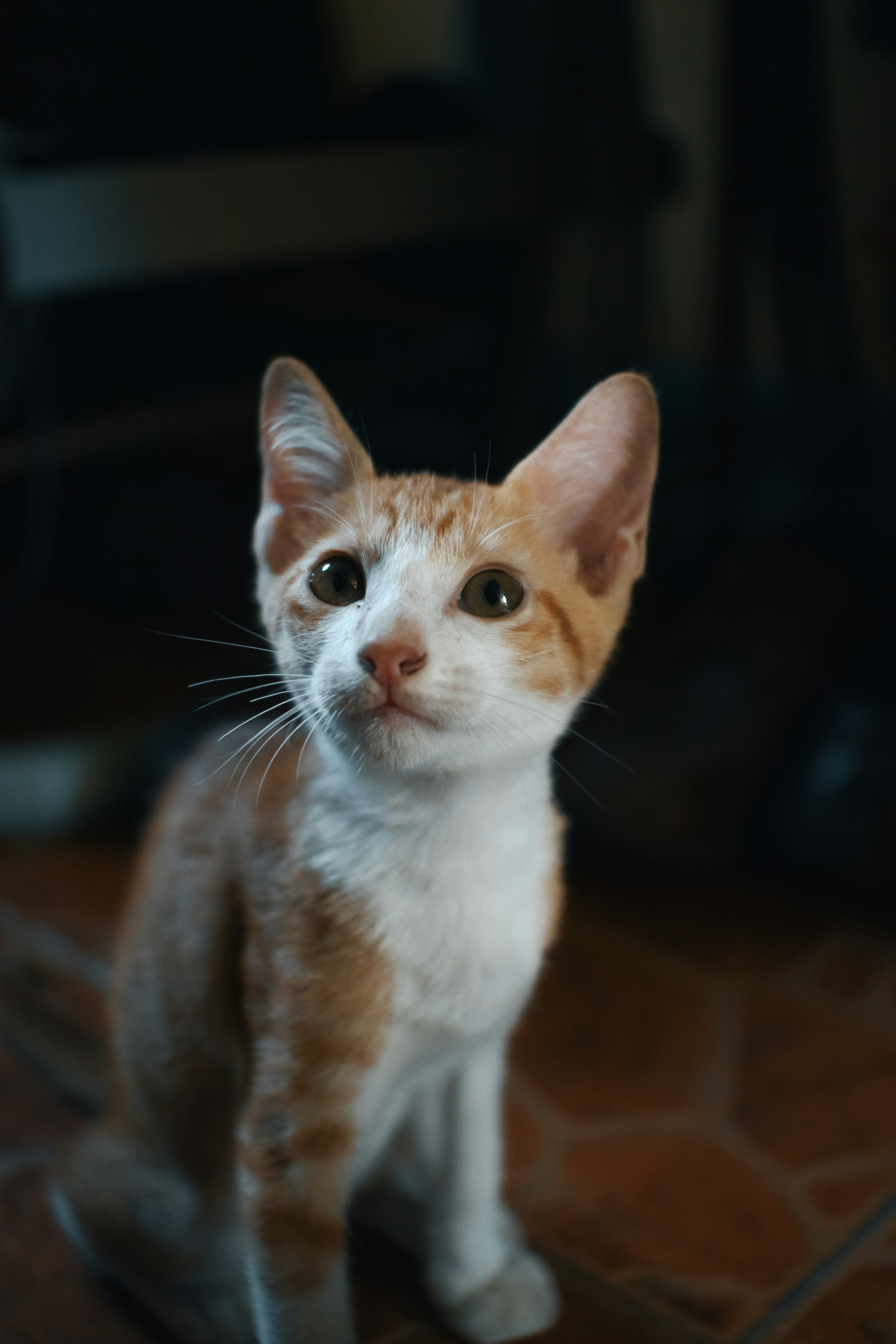 Un gato sentado en un piso de madera