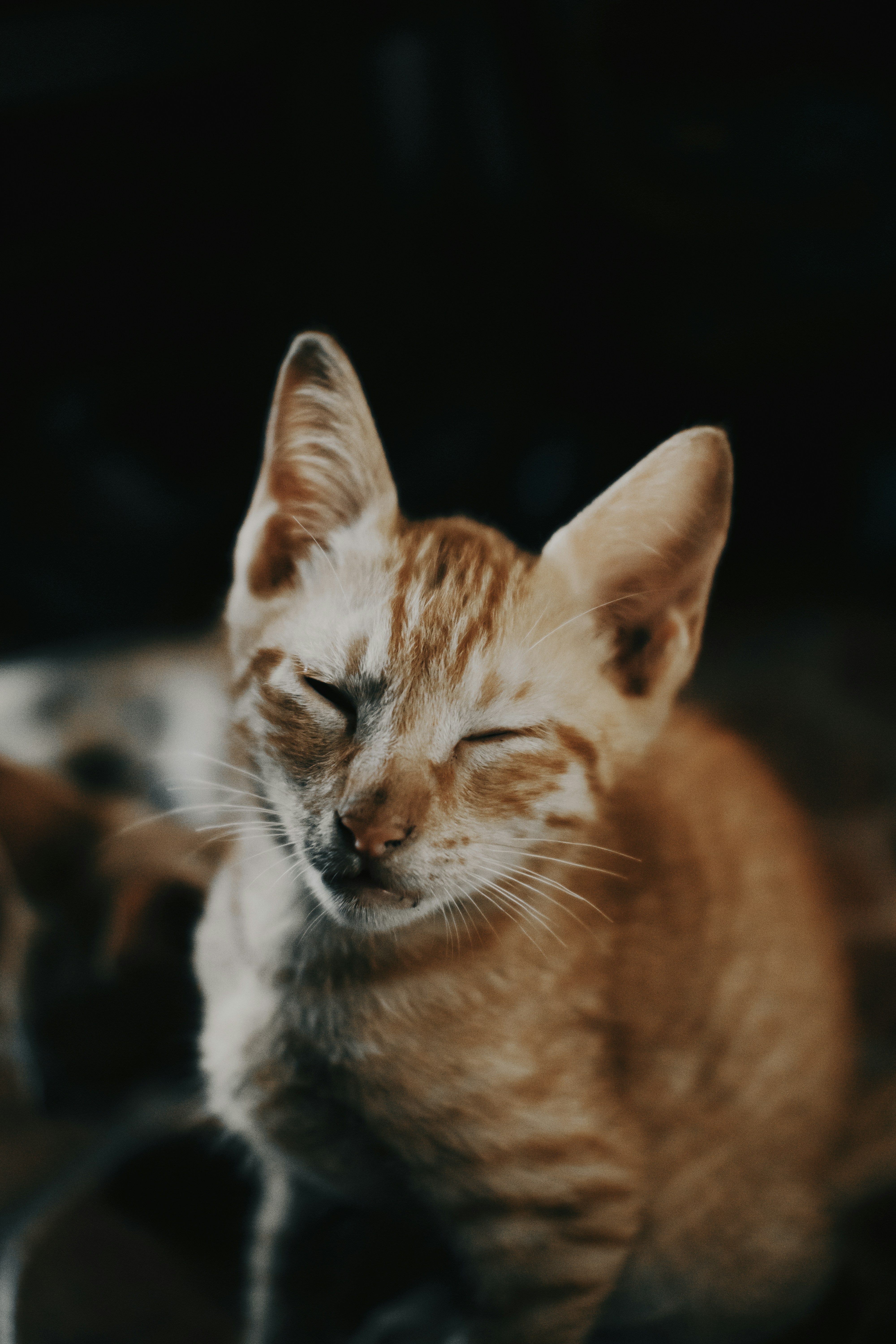 Ears Back in Shy Mode (image credits: unsplash)