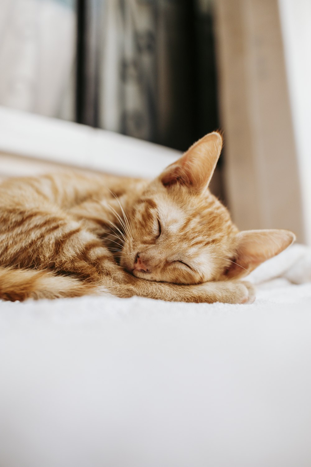 a cat sleeping on a chair