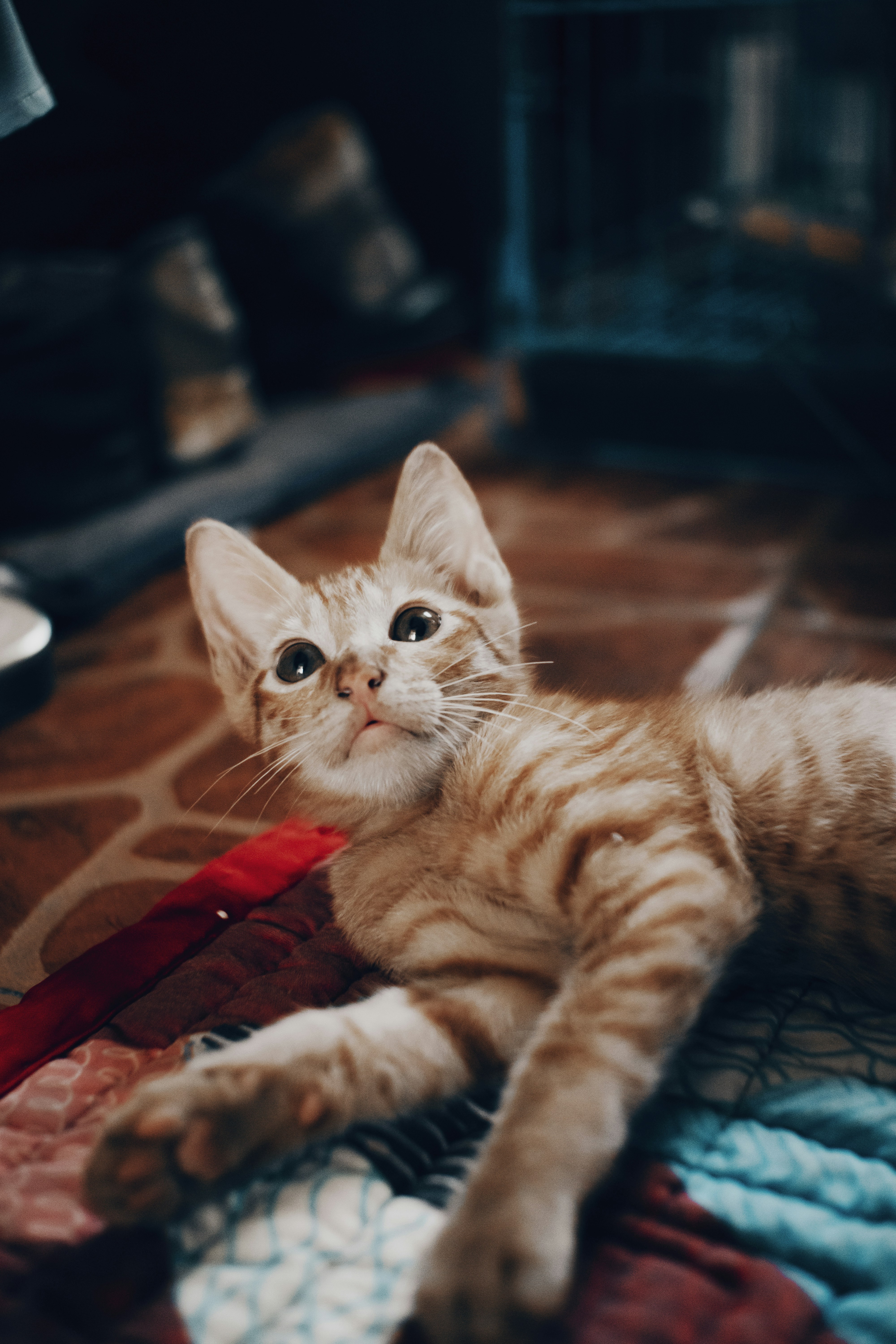 Un gato acostado sobre una manta