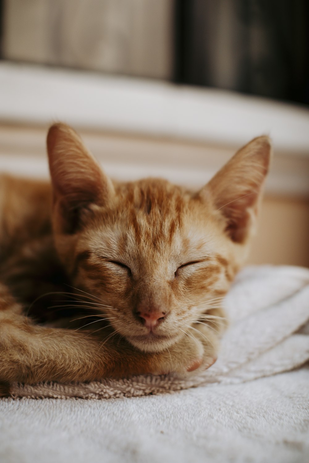 a cat sleeping on a blanket