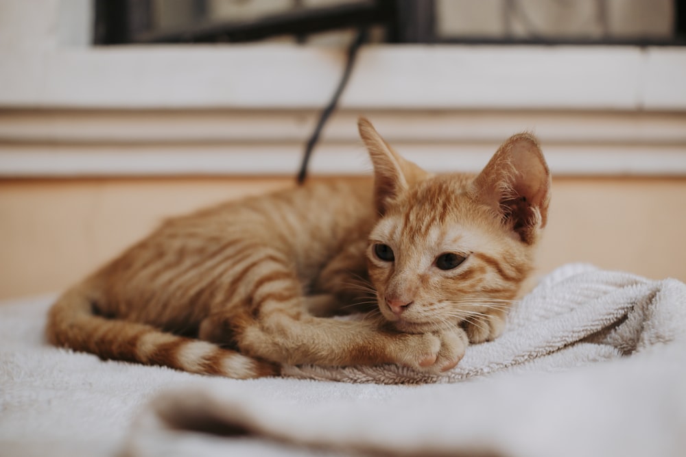 a cat lying on a blanket