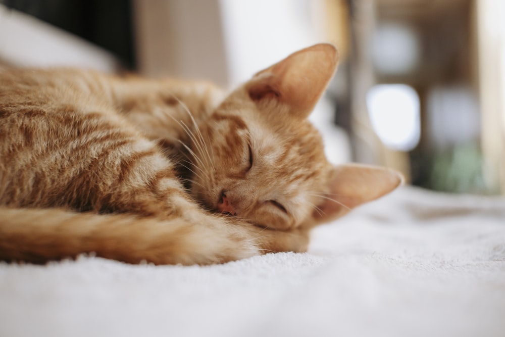 a cat sleeping on a bed