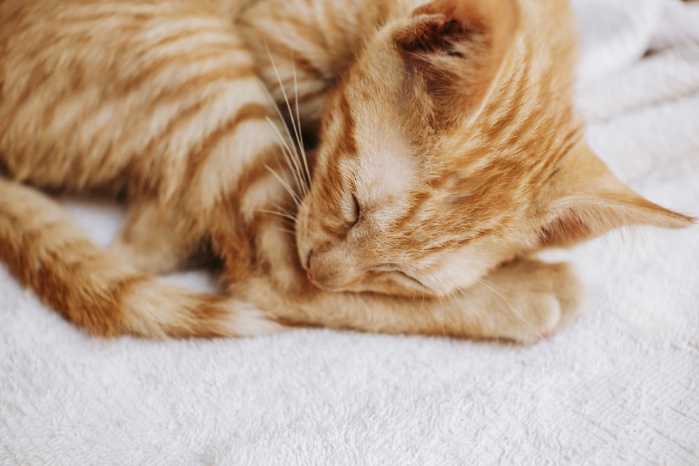 two cats cuddling on a bed