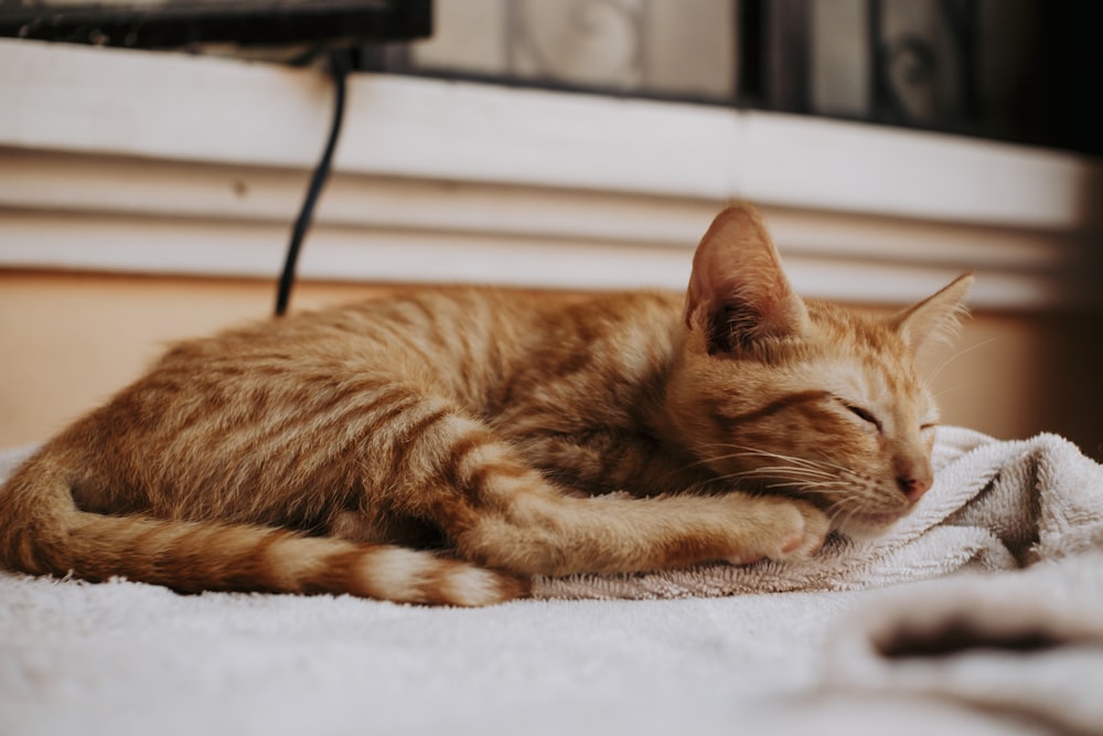 a cat sleeping on a bed