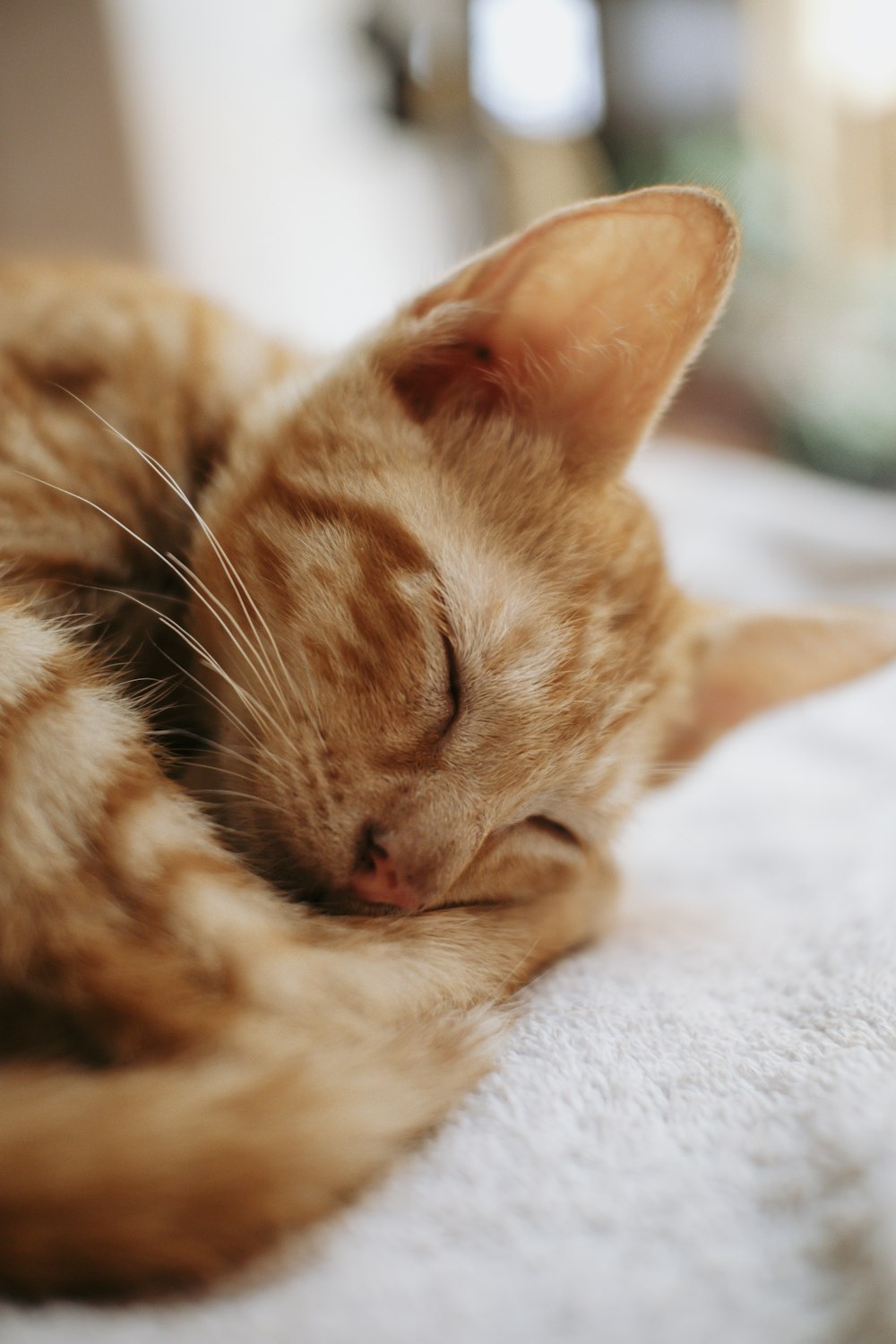 a cat sleeping on a blanket