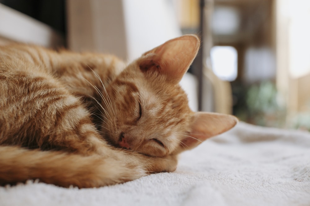 a cat sleeping on a bed