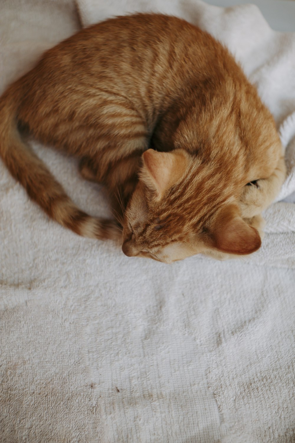 a cat sleeping on a bed