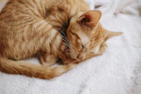 A close-up of a sleepy ginger cat curled up on a soft blanket.