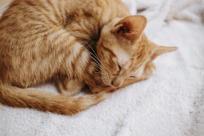 A close-up of a sleepy ginger cat curled up on a soft blanket.