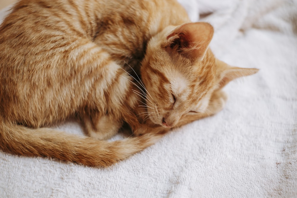 a cat sleeping on a bed