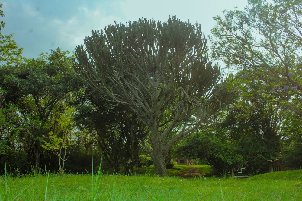 a tree in a field