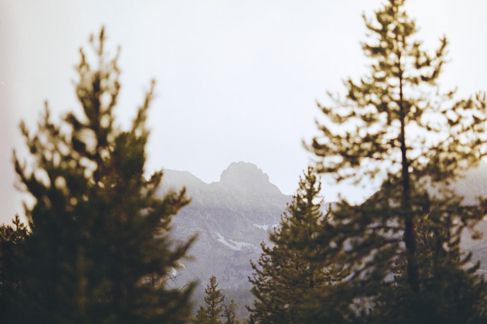 a group of trees with a mountain in the background