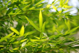 A close-up of lush bamboo species showcasing their natural beauty.