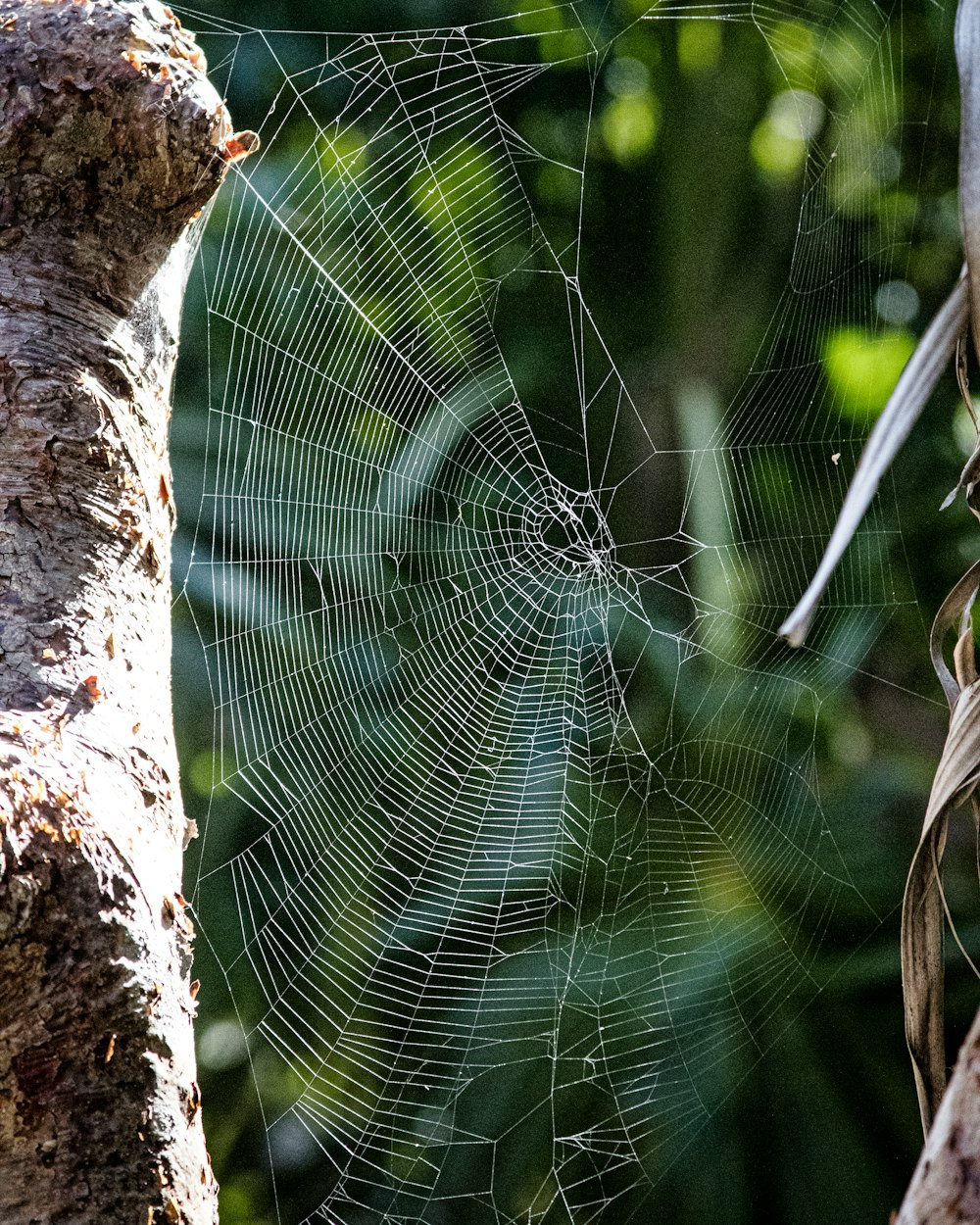 a close up of a leaf