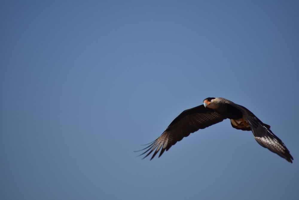 Un uccello che vola nel cielo