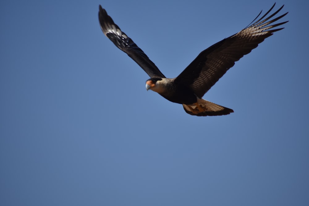 a bird flying in the sky