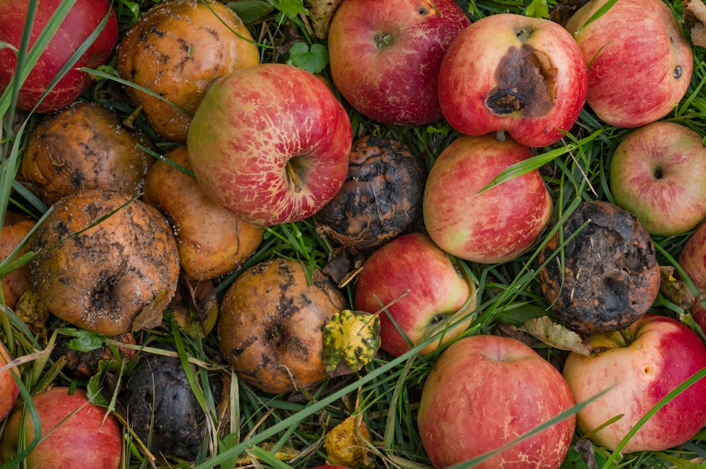 a pile of apples