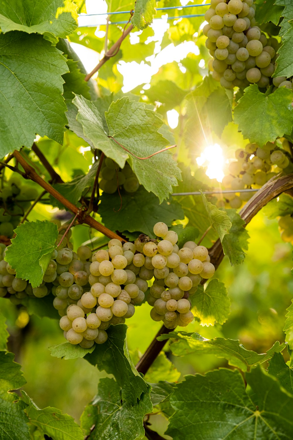 a bunch of grapes on a vine