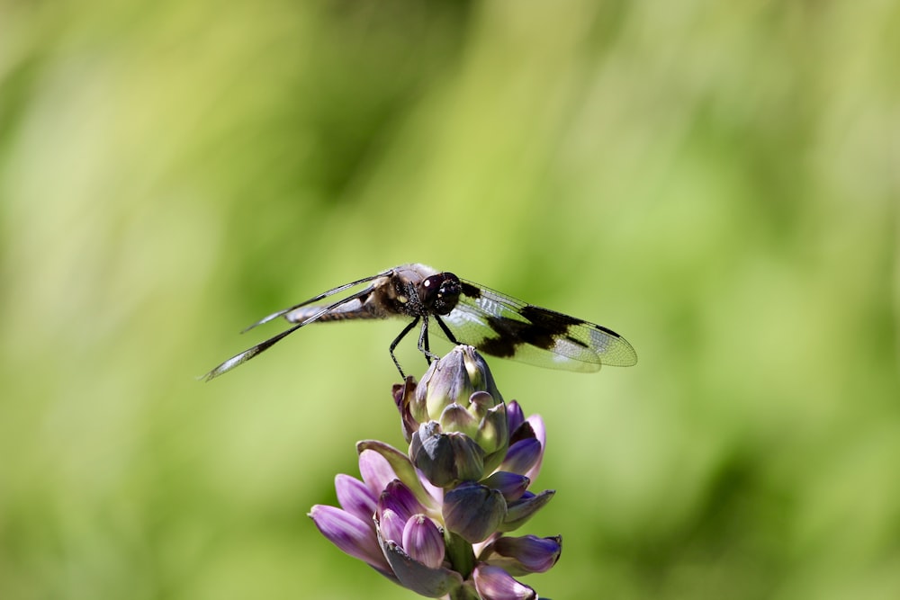 a bee on a flower