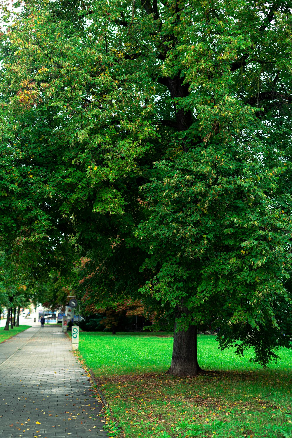 Un albero con molte foglie