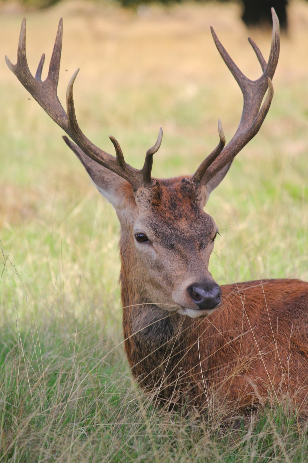 a deer with antlers in a grassy field