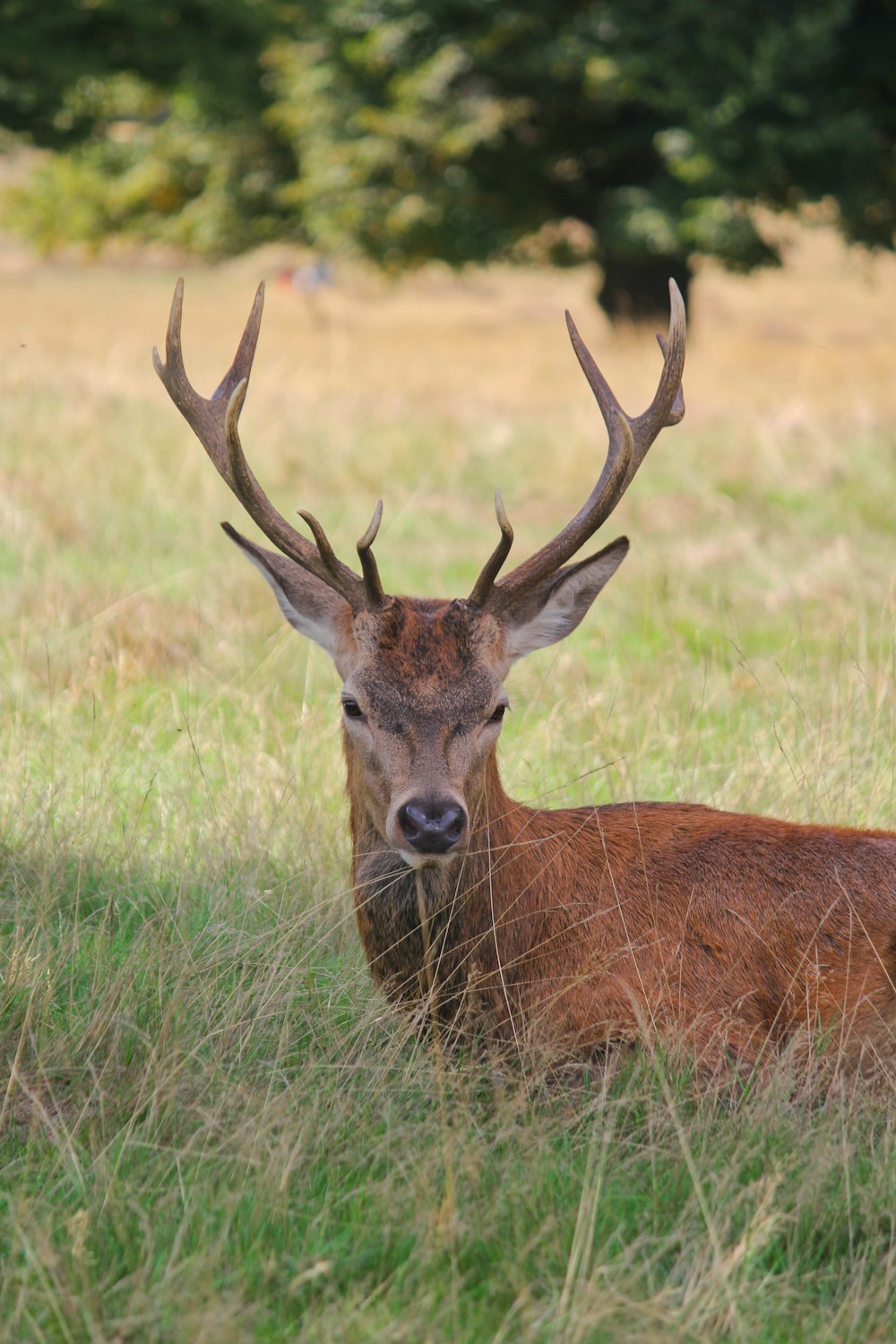 a deer lying in the grass