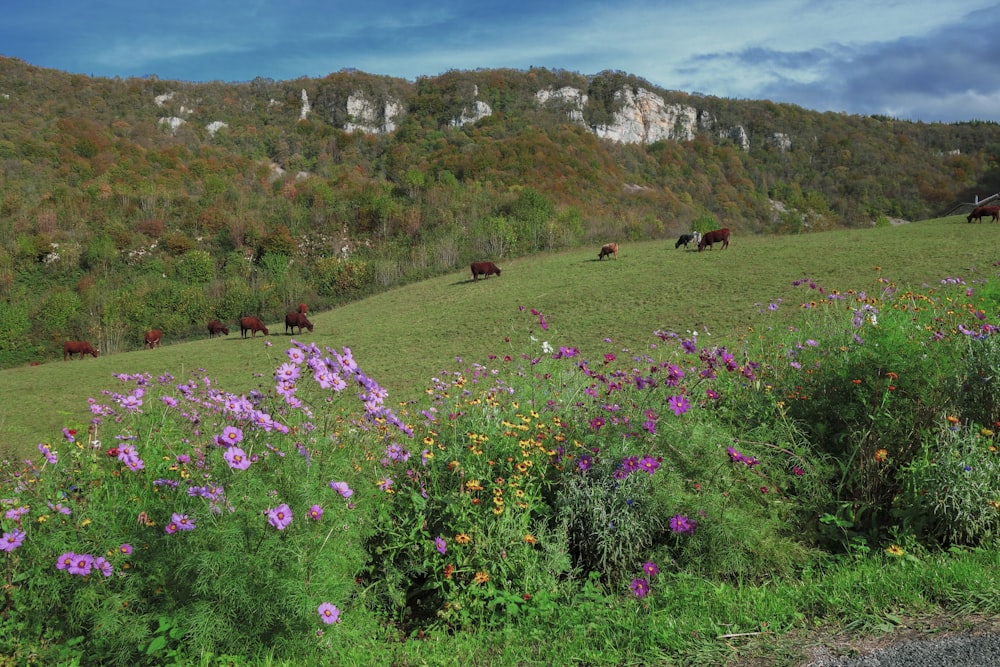 a group of cows grazing on a hill