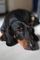 A black and tan dachshund dog is lying on a white tiled floor, looking relaxed and slightly sleepy. The lighting creates a soft contrast on the dog's smooth coat.