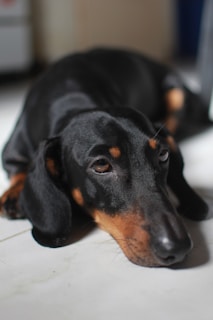 A black and tan dachshund dog is lying on a white tiled floor, looking relaxed and slightly sleepy. The lighting creates a soft contrast on the dog's smooth coat.