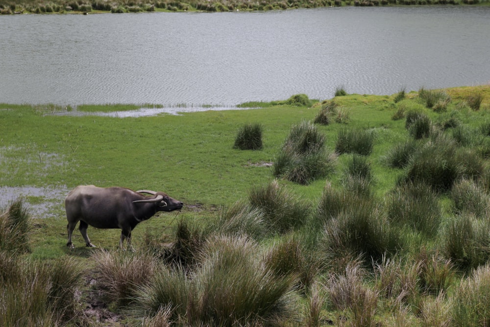 a buffalo in a field