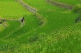 A winding trekking path through vibrant rice terraces and local farms.