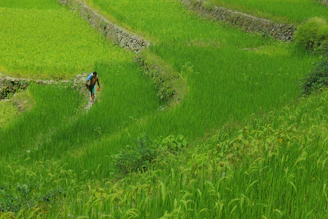 A smiling guide leading a small group through lush Balinese rice terraces at sunrise.