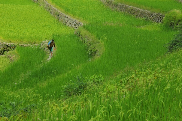  Local man walking through lush green rice terraces in Vietnam with layered fields