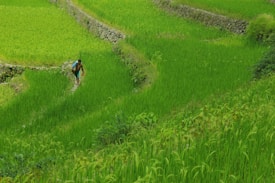 A person walks along a narrow path through vibrant green rice terraces. The terraces are lush and well-maintained, bordered by stone walls, with varying shades of green indicating different stages of rice growth. The landscape is tranquil and expansive, stretching into the distance.