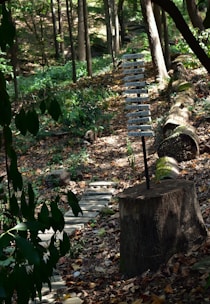 A serene forest path winds through tall trees with dappled sunlight filtering through the leaves. A wooden signpost with multiple directional signs is planted in a tree stump. Each sign has whimsical or fictional destination names written on it.