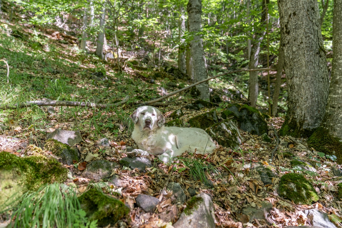 An older dog resting on a woodland trail surrounded by nature