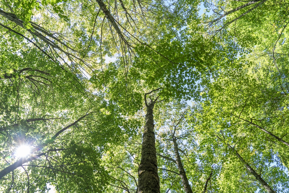 looking up at trees and blue sky