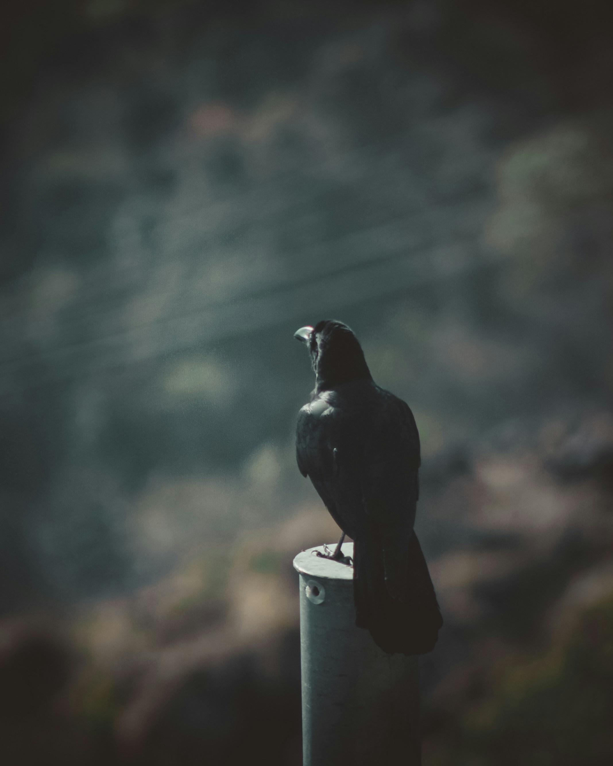 Photo by gurfx