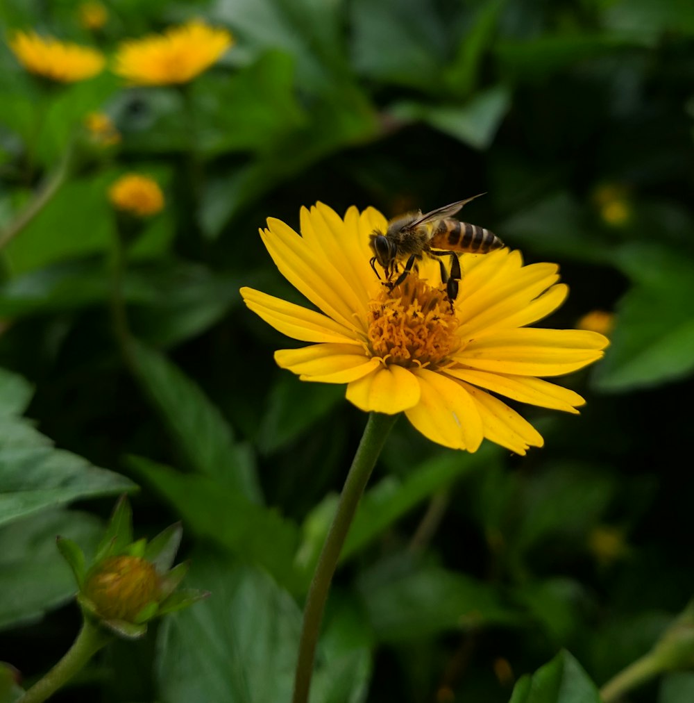 a bee on a yellow flower