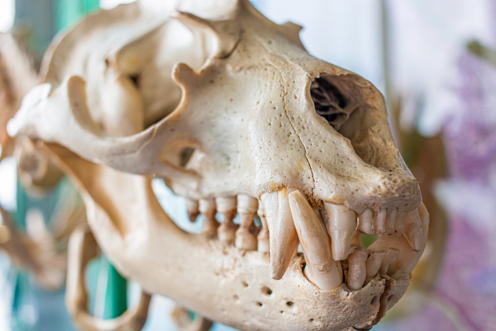 a skull with teeth