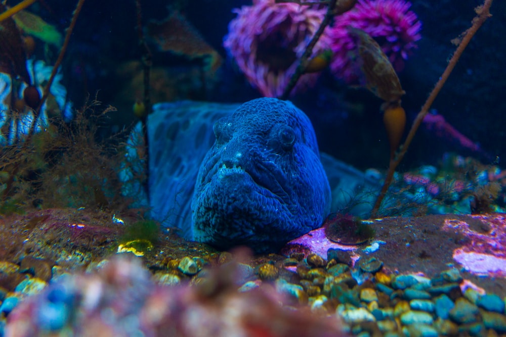 a fish swimming in an aquarium